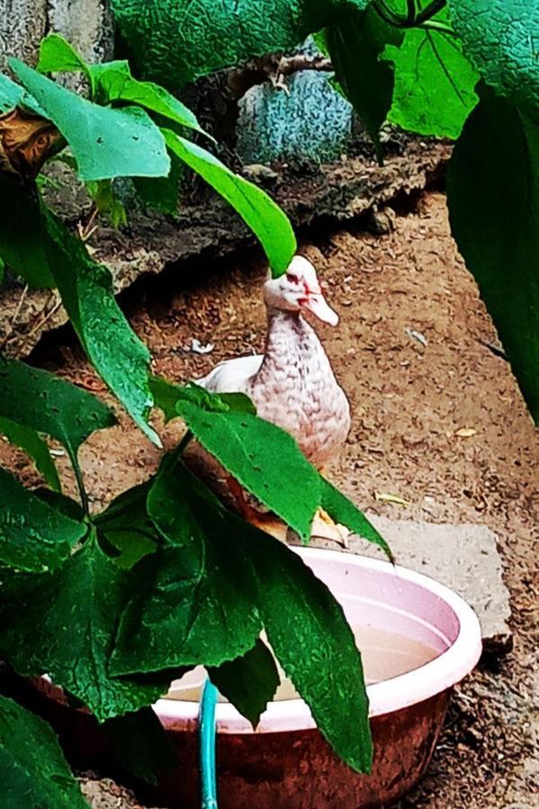 Meanwhile In Veracruz Dış mekan fotoğraf